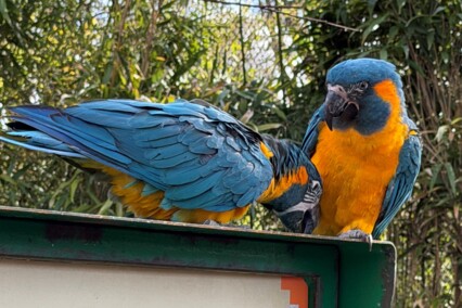 Zoo Inselwelten - Papageien3