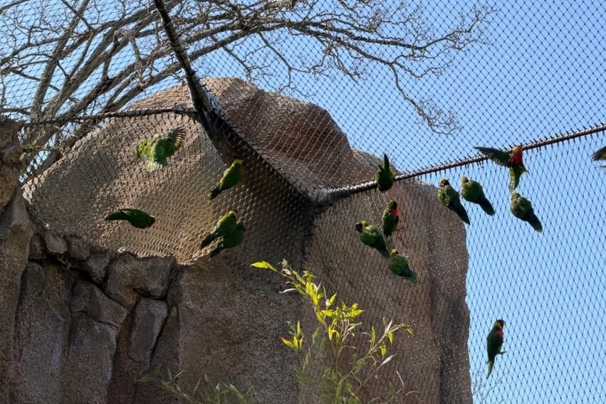 Zoo Inselwelten - Papageien2