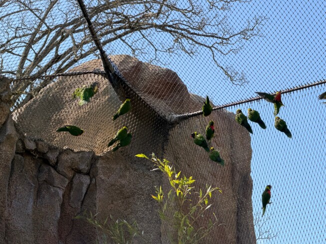 Zoo Inselwelten - Papageien2 Zoo Inselwelten - Papageien2