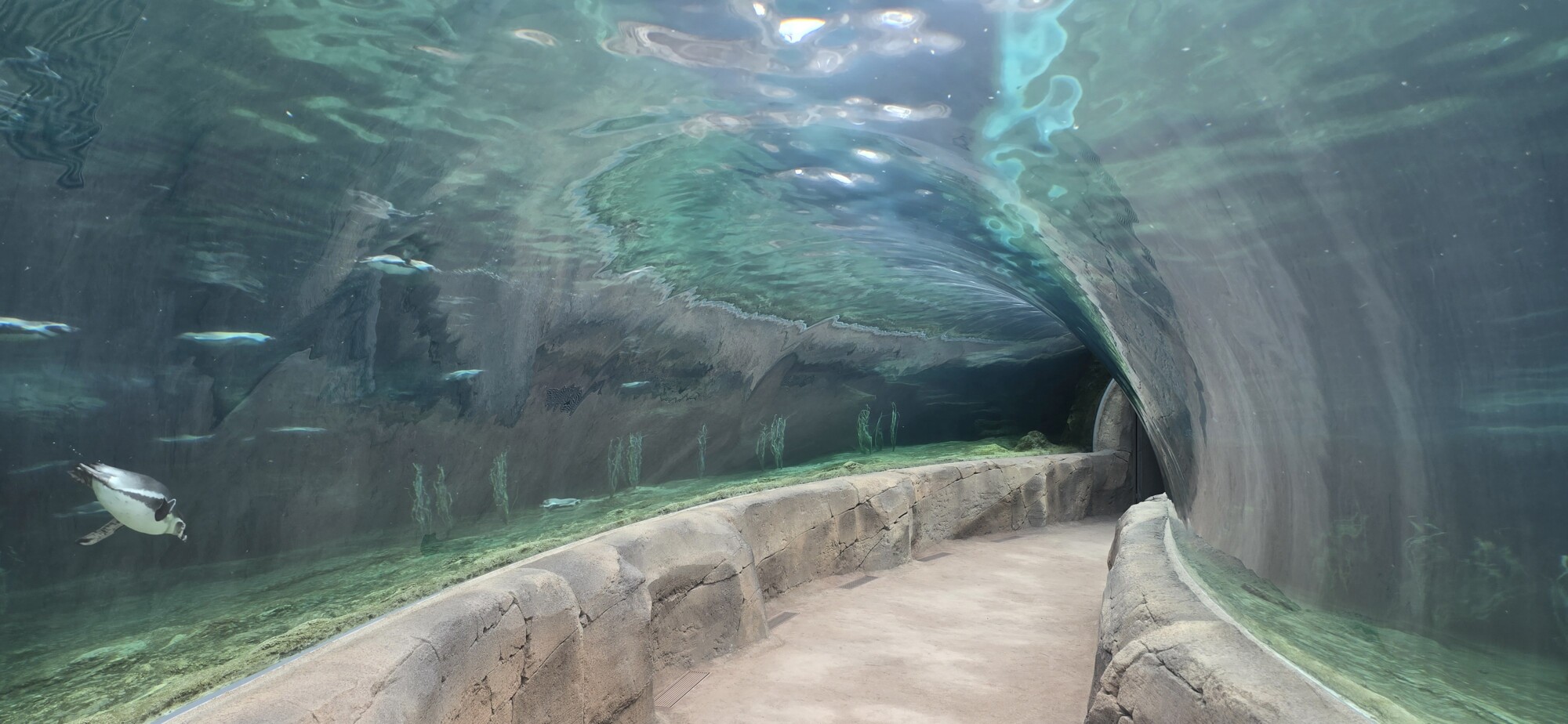 Zoo Feuerland - unter Wasser mit Pinguinen